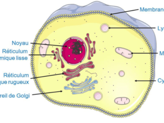 une cellule eucaryote animale
