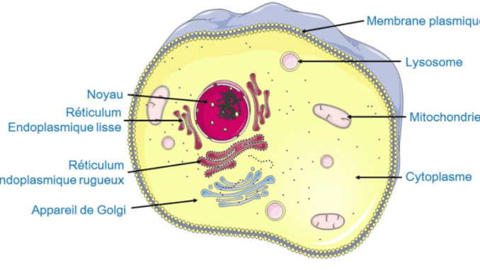 Cellule Animale